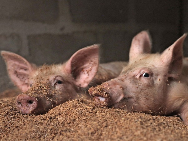 Two pigs lying on sawdust