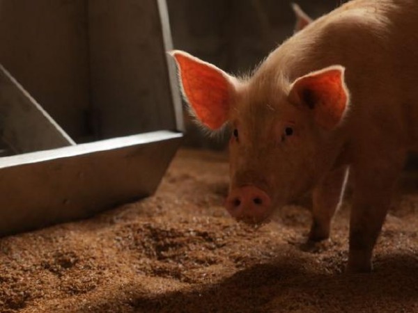 A pig next to a feeding trough