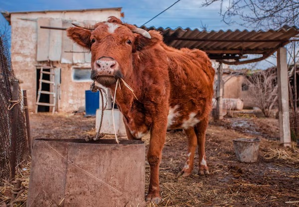 A cow standing in front of a ramshackle barn