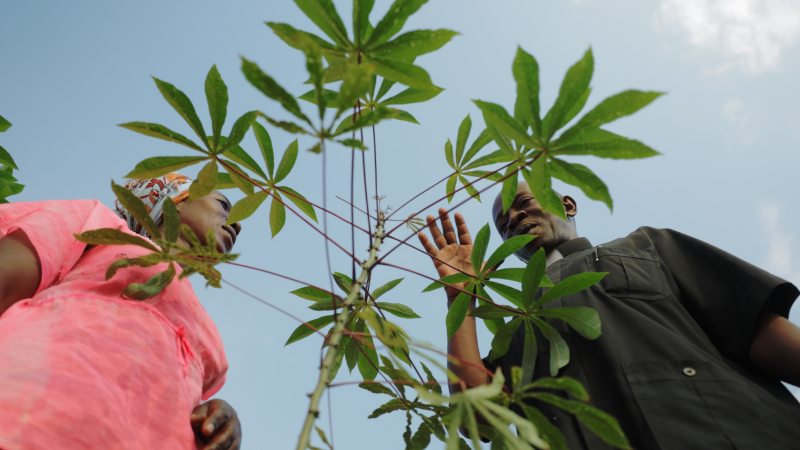 Angela and her Christian Pastor are observing the thriving leaves of the lush Cassava crop . The Cassava crop is growing well.