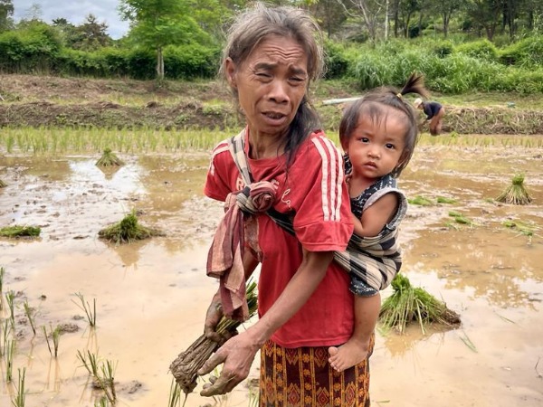 An elderly woman in red top standing in a paddy field with a baby strapped to her back